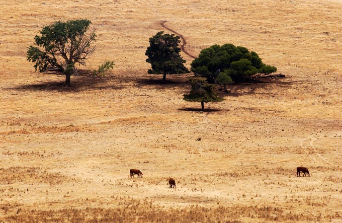 Agricultural sector in drought in the Barwon South West