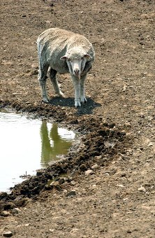 Agricultural sector in drought