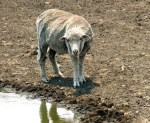 Barwon South West Region in Drought